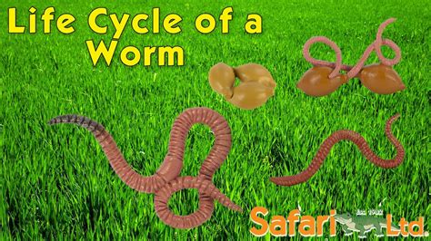 Magic worm farn